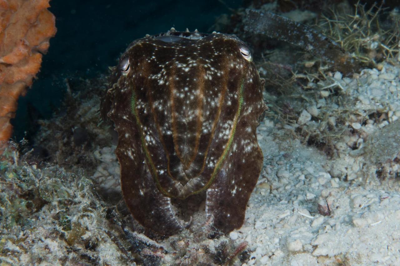 Boljoon Dive Spot Asia Beach Resort מראה חיצוני תמונה