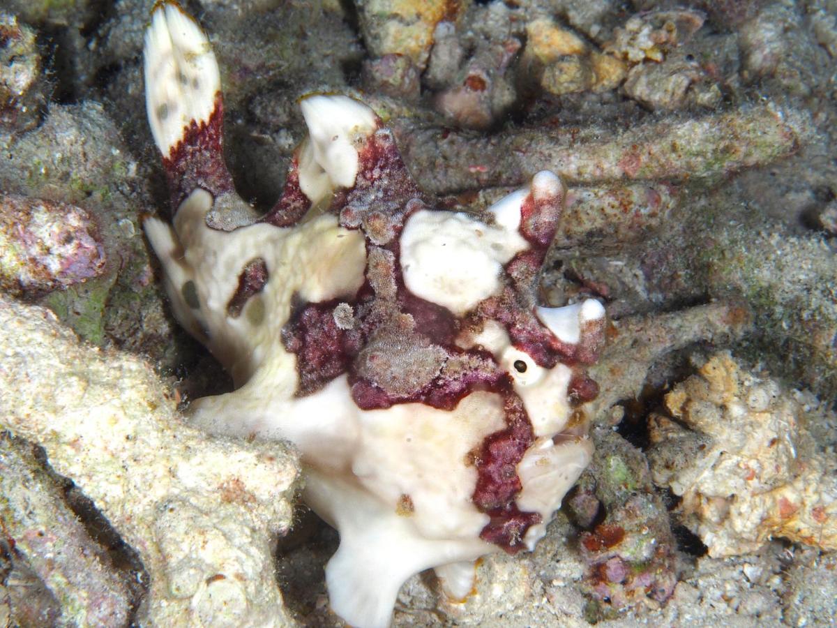 Boljoon Dive Spot Asia Beach Resort מראה חיצוני תמונה