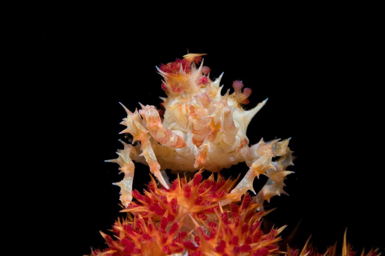Boljoon Dive Spot Asia Beach Resort מראה חיצוני תמונה