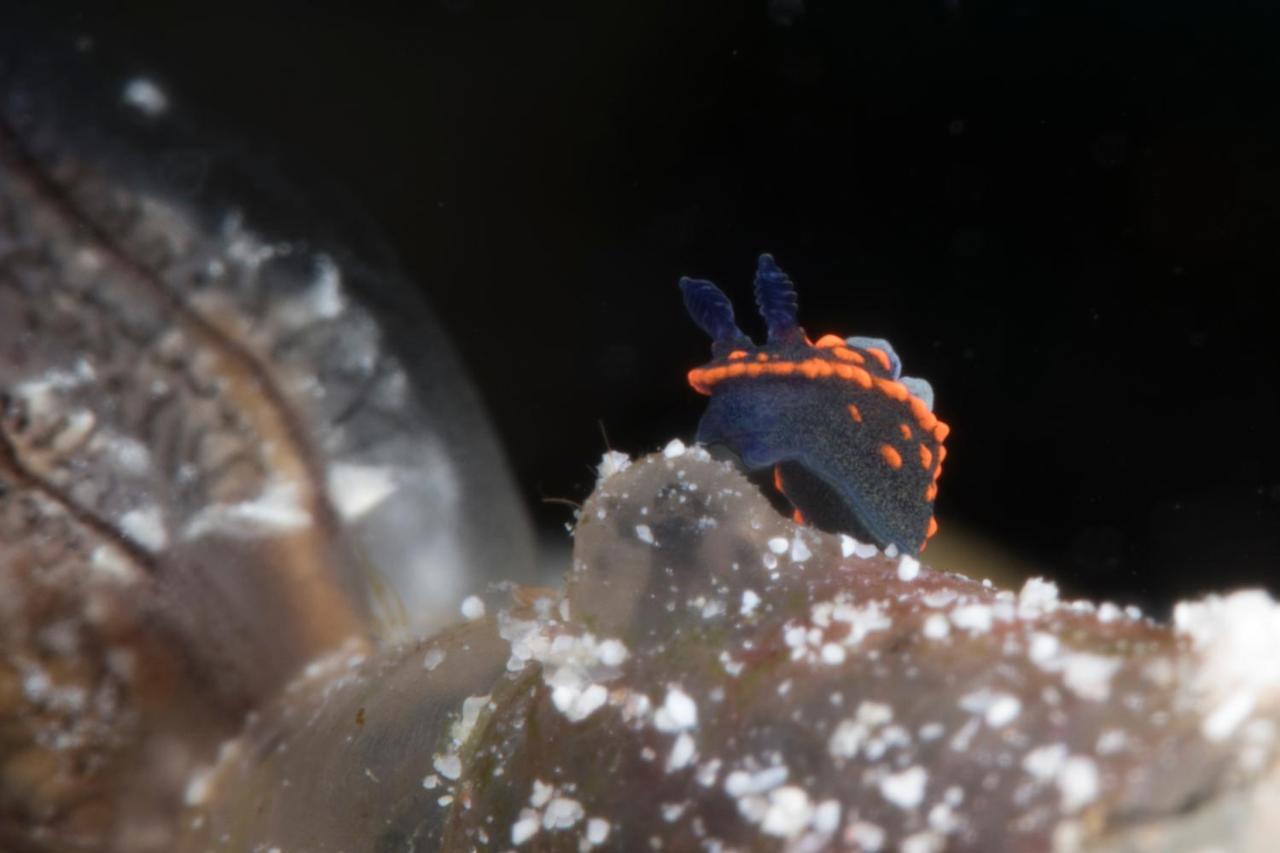 Boljoon Dive Spot Asia Beach Resort מראה חיצוני תמונה