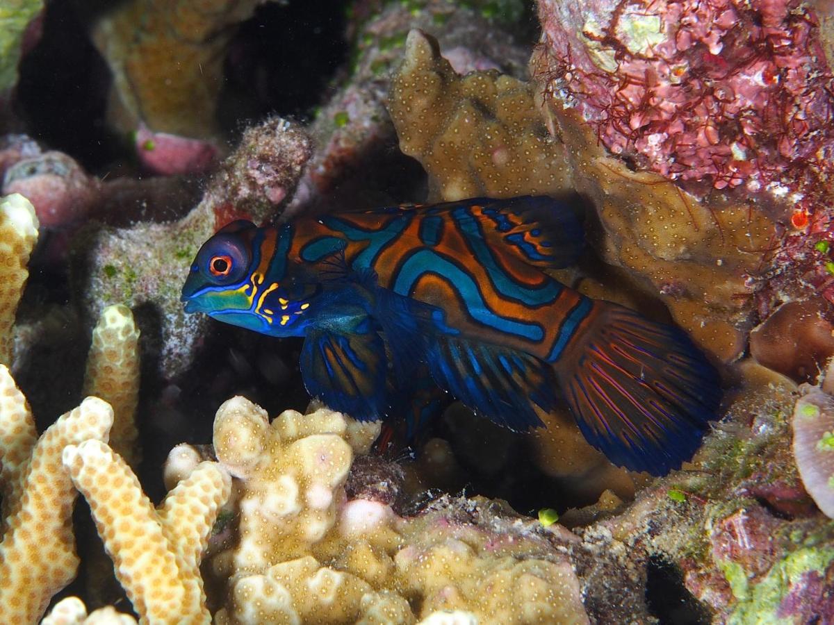 Boljoon Dive Spot Asia Beach Resort מראה חיצוני תמונה