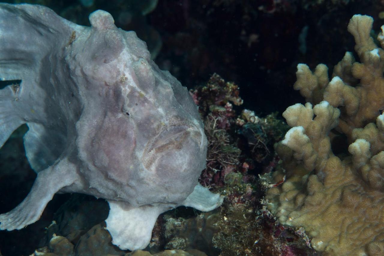 Boljoon Dive Spot Asia Beach Resort מראה חיצוני תמונה